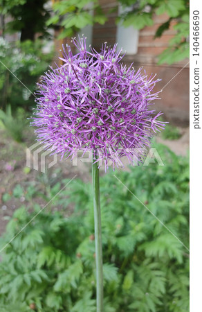 Allium hollandicum persian onion dutch garlic purple sensation flowering plant, ornamental flowers in bloom Allium hollandicum persian onion dutch garlic purple sensation flowering plant, ornamental flowers in bloom 140466690