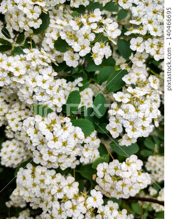 Blooming Branches of Spiraea Vanhouttei, a Symbol of Freshness. Garden Splendor. Blooming Branches of Spiraea Vanhouttei, a Symbol of Freshness. Garden Splendor. 140466695