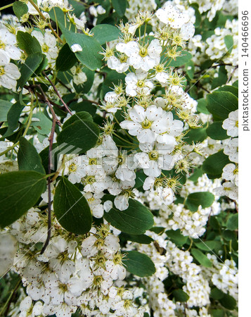 Blooming Branches of Spiraea Vanhouttei, a Symbol of Freshness. Garden Splendor. Blooming Branches of Spiraea Vanhouttei, a Symbol of Freshness. Garden Splendor. 140466696