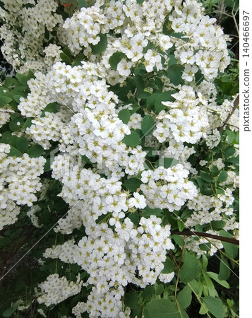 Blooming Branches of Spiraea Vanhouttei, a Symbol of Freshness. Garden Splendor. Blooming Branches of Spiraea Vanhouttei, a Symbol of Freshness. Garden Splendor. 140466697