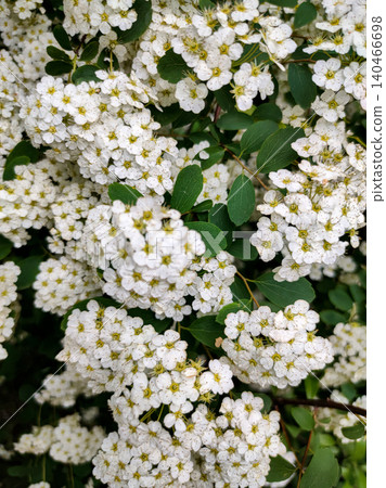Blooming Branches of Spiraea Vanhouttei, a Symbol of Freshness. Garden Splendor. Blooming Branches of Spiraea Vanhouttei, a Symbol of Freshness. Garden Splendor. 140466698