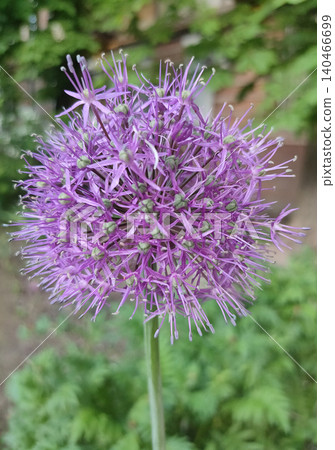 Allium hollandicum persian onion dutch garlic purple sensation flowering plant, ornamental flowers in bloom Allium hollandicum persian onion dutch garlic purple sensation flowering plant, ornamental flowers in bloom 140466699