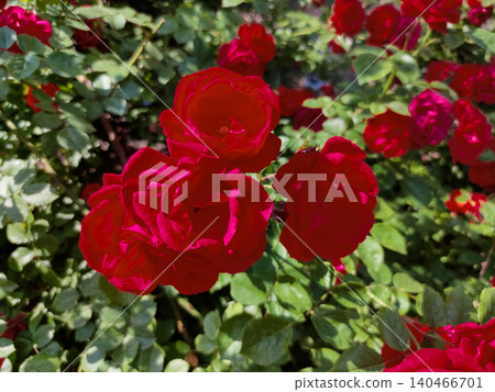 Lush flowering bush of red rose variety Hansaland 140466701