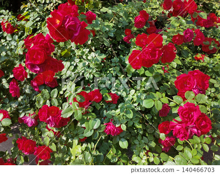 Lush flowering bush of red rose variety Hansaland Lush flowering bush of red rose variety Hansaland 140466703