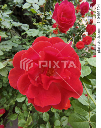 Lush flowering bush of red rose variety Hansaland Lush flowering bush of red rose variety Hansaland 140466704
