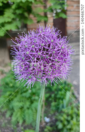 Allium hollandicum persian onion dutch garlic purple sensation flowering plant, ornamental flowers in bloom Allium hollandicum persian onion dutch garlic purple sensation flowering plant, ornamental flowers in bloom 140466707