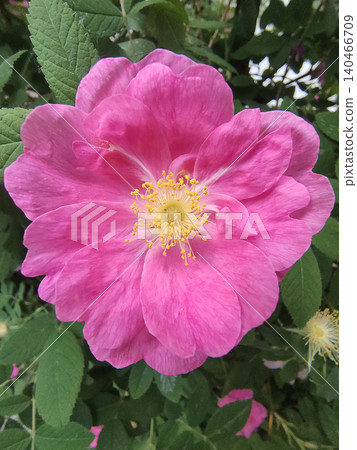 Beautiful pink flowers of Rosa gallica. the Gallic rose, French rose, rose of Provins. a deciduous shrub Beautiful pink flowers of Rosa gallica. the Gallic rose, French rose, rose of Provins. a deciduous shrub 140466709