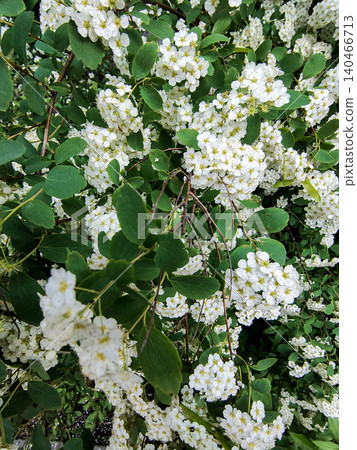 Blooming Branches of Spiraea Vanhouttei, a Symbol of Freshness. Garden Splendor. 140466713