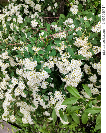 Blooming Branches of Spiraea Vanhouttei, a Symbol of Freshness. Garden Splendor. Blooming Branches of Spiraea Vanhouttei, a Symbol of Freshness. Garden Splendor. 140466714
