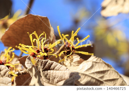 Witch hazel flower 140466725