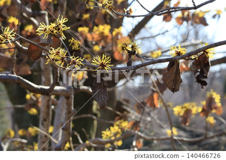 Witch hazel flower 140466726