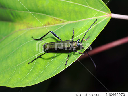 A beautiful adult green longhorn beetle on a green leaf (Macro photography of insect ecology in the Japanese outdoor field) A beautiful adult green longhorn beetle on a green leaf (Macro photography of insect ecology in the Japanese outdoor field) 140466970