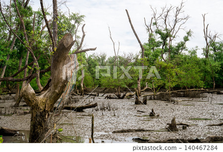 Green mangrove forest at low tide. Mangrove trees capture CO2. Net zero emissions. Blue carbon ecosystems. Mangrove ecosystem. Natural carbon sinks. Mangroves absorb carbon dioxide emissions. Coastal. Green mangrove forest at low tide. Mangrove trees capture CO2. Net zero emissions. Blue carbon ecosystems. Mangrove ecosystem. Natural carbon sinks. Mangroves absorb carbon dioxide emissions. Coastal. 140467284