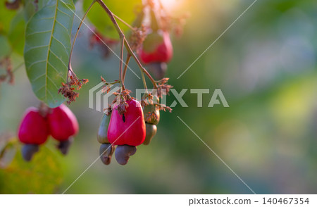 Cashew fruit hanging on Anacardium Occidentale trees. Healthy food from organic farms. Tropical agriculture and sustainable farming practices. Cashew nut trees laden with raw fruits. Organic farming. Cashew fruit hanging on Anacardium Occidentale trees. Healthy food from organic farms. Tropical agriculture and sustainable farming practices. Cashew nut trees laden with raw fruits. Organic farming. 140467354