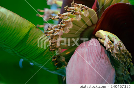 Banana blossom. Plant-based raw material for vegan fish and meat alternatives. Banana heart. Purple-skinned banana flower. Sustainable source for plant-based meat alternatives in vegan cuisine. Banana blossom. Plant-based raw material for vegan fish and meat alternatives. Banana heart. Purple-skinned banana flower. Sustainable source for plant-based meat alternatives in vegan cuisine. 140467355