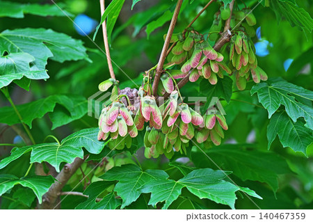 Young fruits of the Japanese maple (spring, May) Young fruits of the Japanese maple (spring, May) 140467359