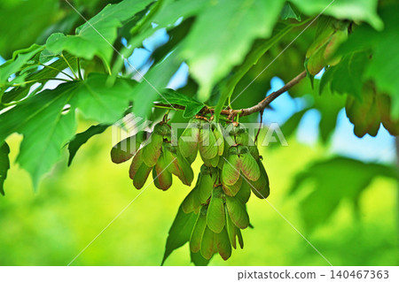 Young fruits of the Japanese maple (spring, May) Young fruits of the Japanese maple (spring, May) 140467363