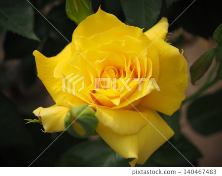 Rose (Anthony Meilland, 20260515083051) Rose (Anthony Meilland, 20260515083051) 140467483