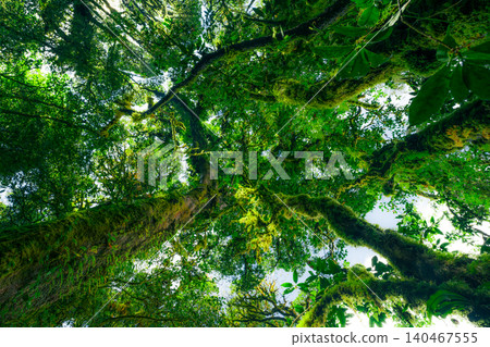 Looking up view of tree trunk to green leaves of tree in forest with sun light. Fresh environment in green woods. Forest tree on sunny day. Natural carbon capture. Sustainable conservation and ecology Looking up view of tree trunk to green leaves of tree in forest with sun light. Fresh environment in green woods. Forest tree on sunny day. Natural carbon capture. Sustainable conservation and ecology 140467555