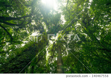 Looking up view of tree trunk to green leaves of tree in forest with sun light. Fresh environment in green woods. Forest tree on sunny day. Natural carbon capture. Sustainable conservation and ecology Looking up view of tree trunk to green leaves of tree in forest with sun light. Fresh environment in green woods. Forest tree on sunny day. Natural carbon capture. Sustainable conservation and ecology 140467558