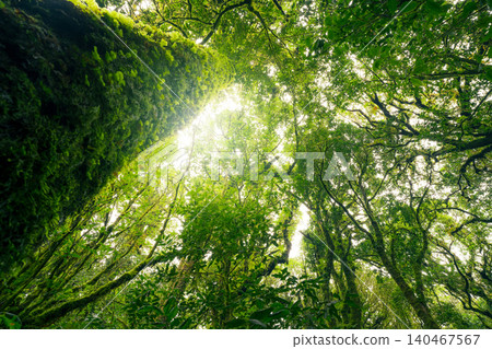 Green tree forest with sunlight through green leaves. Natural carbon capture and carbon credit concept. Sustainable forest management. Trees absorb carbon dioxide. Natural carbon sink. Environment day 140467567