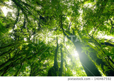 Looking up view of tree trunk to green leaves of tree in forest with sun light. Fresh environment in green woods. Forest tree on sunny day. Natural carbon capture. Sustainable conservation and ecology Looking up view of tree trunk to green leaves of tree in forest with sun light. Fresh environment in green woods. Forest tree on sunny day. Natural carbon capture. Sustainable conservation and ecology 140467592