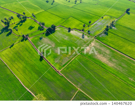 Aerial view of lush green rice field with sugar palm trees. Sustainable agriculture landscape. Sustainable rice farming. Rice cultivation. Green landscape. Organic farming. Sustainable land use. 140467620