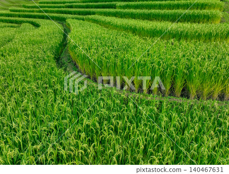 Landscape of green rice terrace. Nature landscape. Green rice farm. Terraced rice fields. Green agricultural landscape. A field of green rice plants with a winding path through the middle. Landscape of green rice terrace. Nature landscape. Green rice farm. Terraced rice fields. Green agricultural landscape. A field of green rice plants with a winding path through the middle. 140467631