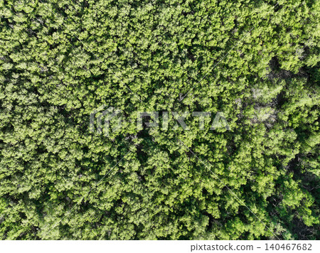 Aerial top view of mangrove forest. Drone view of dense green mangrove trees captures CO2. Green trees background for carbon neutrality and net zero emissions concept. Sustainable green environment. Aerial top view of mangrove forest. Drone view of dense green mangrove trees captures CO2. Green trees background for carbon neutrality and net zero emissions concept. Sustainable green environment. 140467682