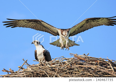 Osprey landing on the nest with a blue sky background 140467735