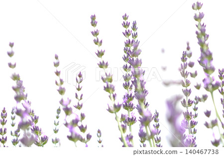 夢幻般的薰衣草 夢幻般的薰衣草 140467738