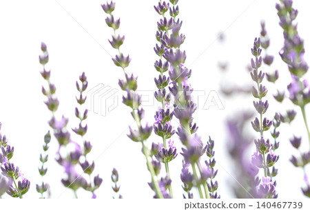 夢幻般的薰衣草 夢幻般的薰衣草 140467739
