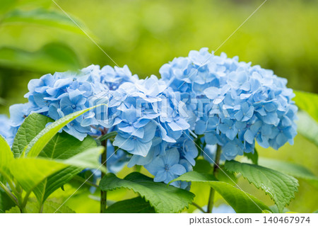Two vibrant blue hydrangeas Two vibrant blue hydrangeas 140467974