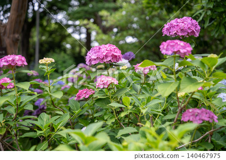 Hydrangea blooming in the clear of the rainy season Hydrangea blooming in the clear of the rainy season 140467975