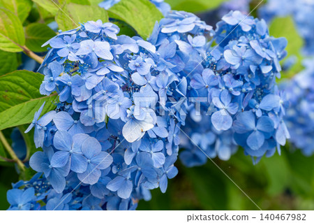 Vivid blue hydrangea Vivid blue hydrangea 140467982