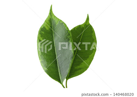 Two fresh green leaves with rich textures, isolated, PNG Two fresh green leaves with rich textures, isolated, PNG 140468020