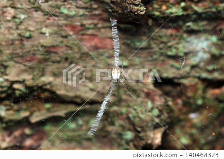 A young, light brown orb-weaver spider and its web with a camouflage band (Japanese spider, arthropod ecology macro photography) A young, light brown orb-weaver spider and its web with a camouflage band (Japanese spider, arthropod ecology macro photography) 140468323