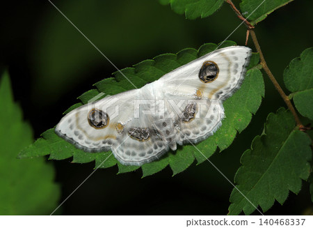 A beautiful adult of the two-eyed white geometrid moth with black eye markings and golden markings on a white background (macro photography of insect ecology in Japan) A beautiful adult of the two-eyed white geometrid moth with black eye markings and golden markings on a white background (macro photography of insect ecology in Japan) 140468337