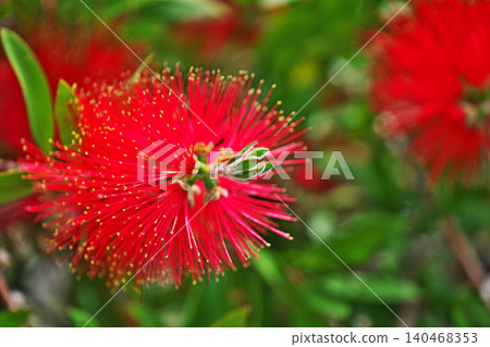 紅色洗瓶花（春季，五月） 140468353