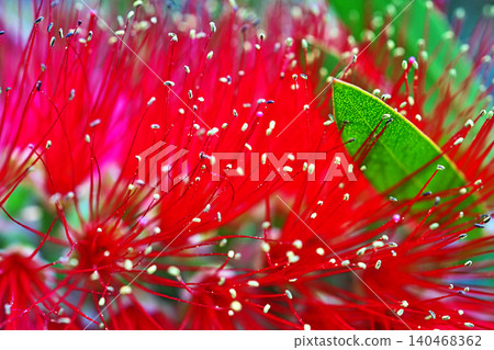 Red bottlebrush flowers (spring, May) Red bottlebrush flowers (spring, May) 140468362