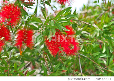 紅色洗瓶花(春季,五月) 紅色洗瓶花(春季,五月) 140468425
