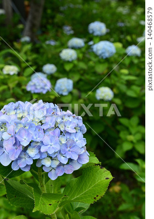 初夏盛開的藍紫色繡球花 初夏盛開的藍紫色繡球花 140468579