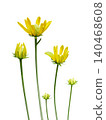 Yellow rudbeckia trilobaBright yellow coneflower blooms on a slender stem 140468608