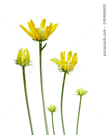 Yellow rudbeckia trilobaBright yellow coneflower blooms on a slender stem Yellow rudbeckia trilobaBright yellow coneflower blooms on a slender stem 140468608