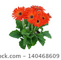 Orange gerbera daisy flowers bush isolated on white background 140468609
