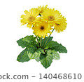 Yellow gerbera daisy flowers bush blooming isolated on white background 140468610