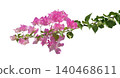 Pink Bougainvillea flower isolated on white background 140468611