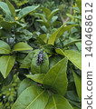 A spotted longhorn beetle perched on a lemon tree 140468612