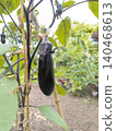 Grown eggplant 140468613