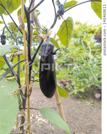 Grown eggplant Grown eggplant 140468613